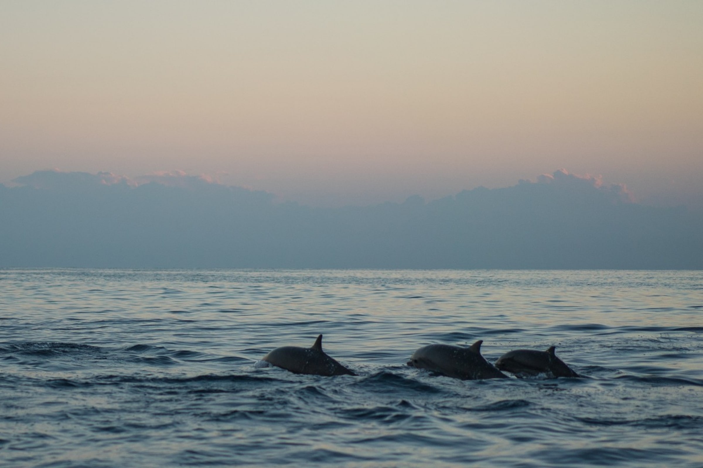 Dolphin Watching & Snorkeling Experience